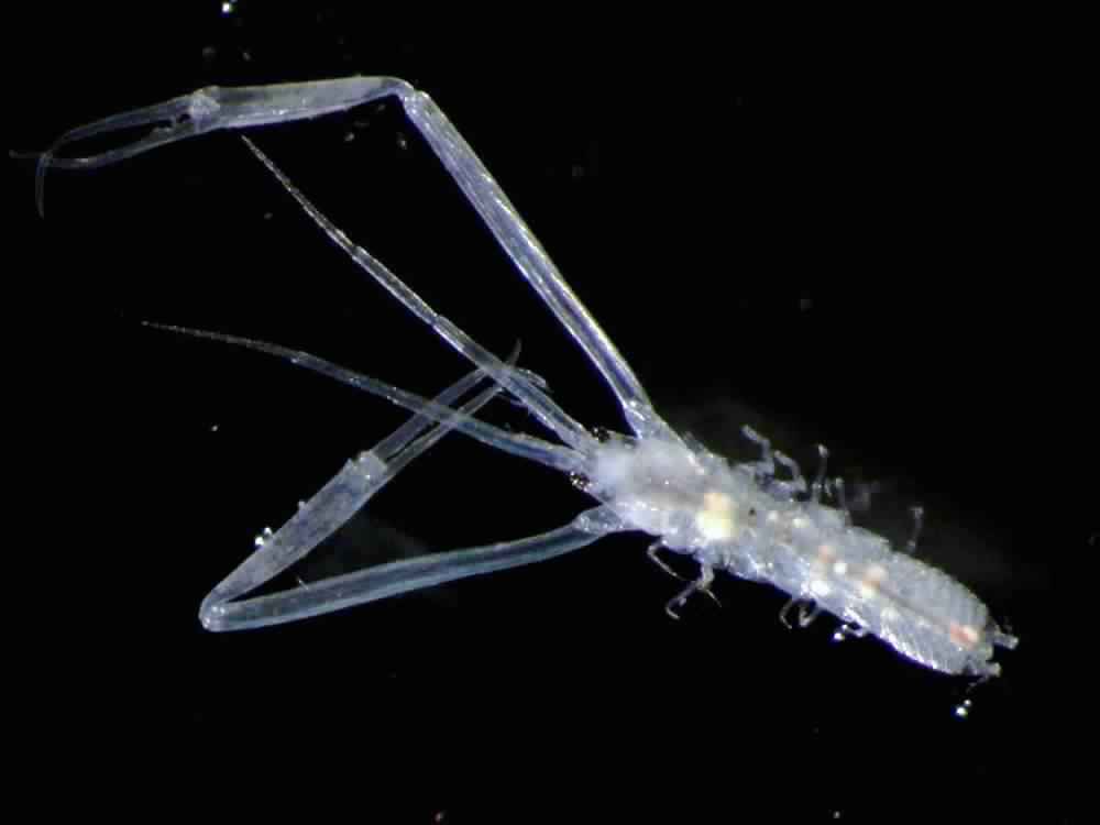 Представитель Семейства Leptocheliidae